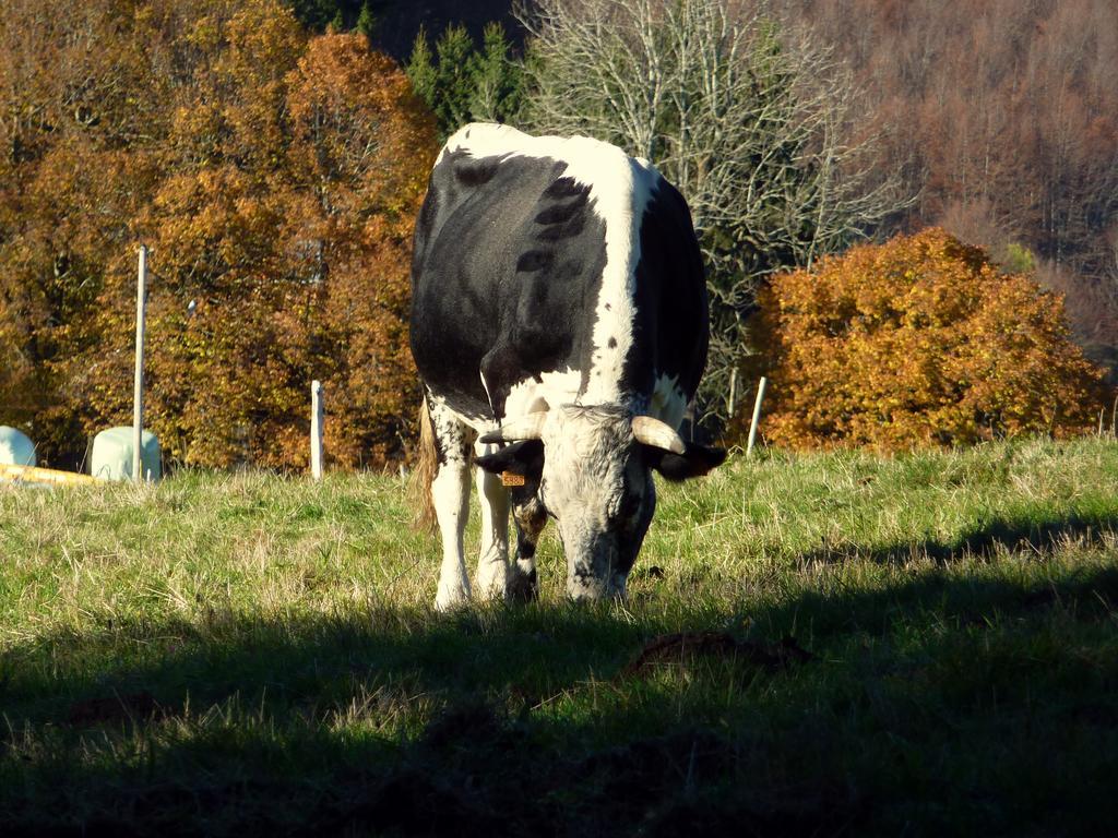 Ferienhaus Schlitteur Et Sapiniere Breitenbach